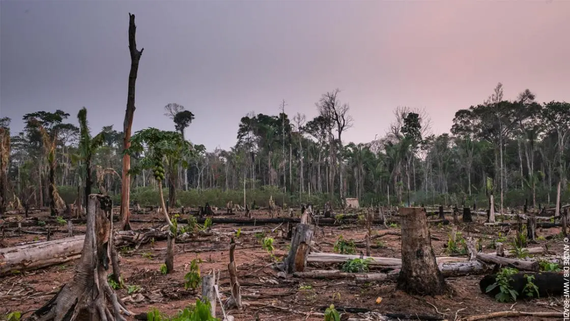 4 years of Amazon destruction